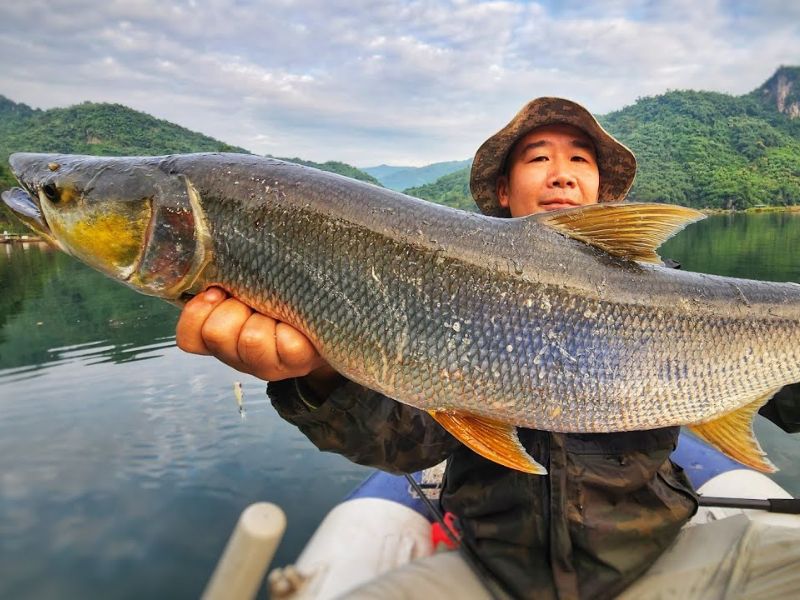 Cá Măng là loài cá nổi tiếng tại vùng Tây Bắc