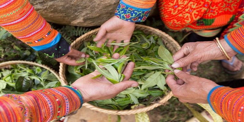 Trà cổ thụ Tà Xùa nổi tiếng có mùi thơm rất đặc biệt và có vị trà thanh ngọt