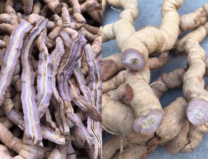 Đặc điểm, phân loại của cây ba kích
