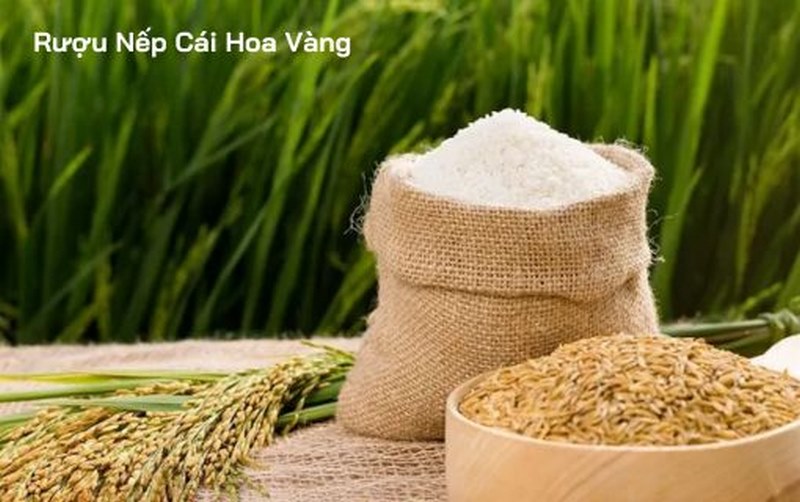 Đôi nét về sản phẩm rượu nếp cái hoa vàng đến từ Thittraugacbep.com.vn