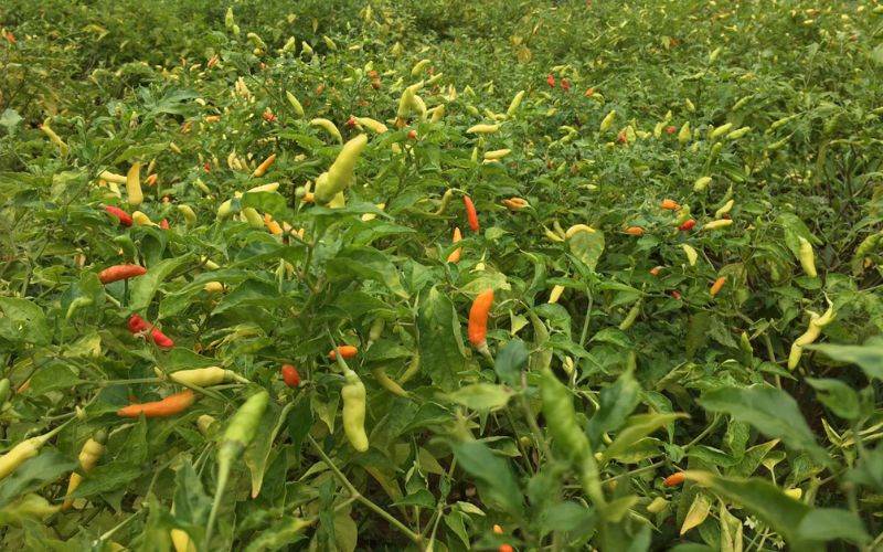 Loại ớt thóc dùng làm tương ớt đặc sản Mường Khương