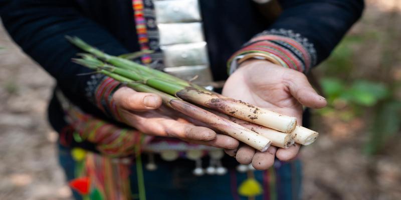 Măng sặt lành tính