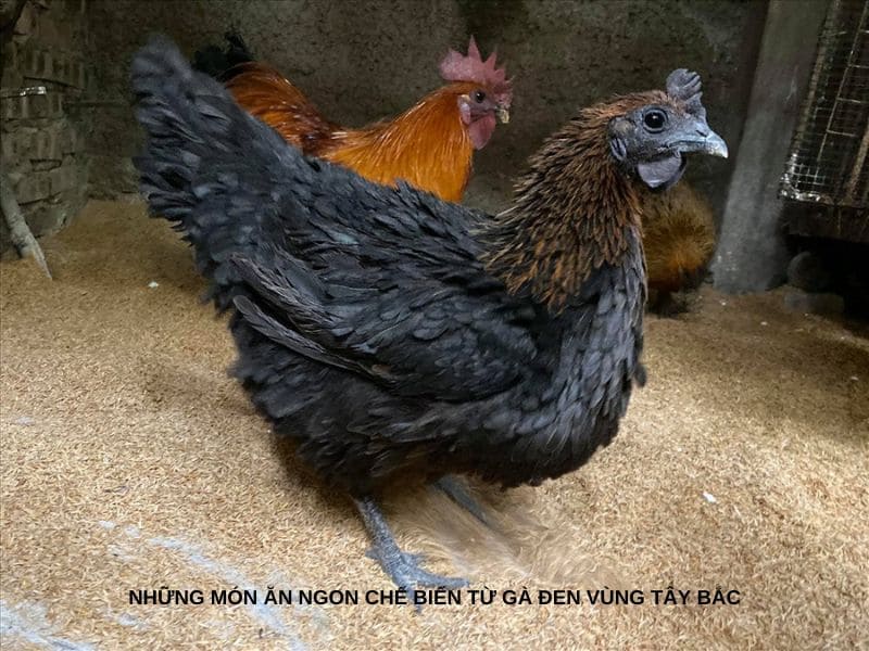 Những món ăn ngon chế biến từ gà đen vùng Tây Bắc