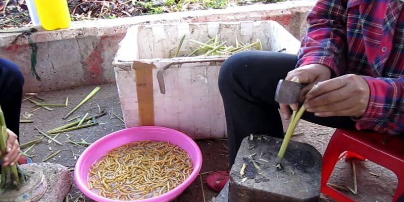 Ngâm con sâu chít trong nước muối loãng