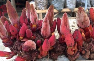 Cách Phân Biệt Nấm Ngọc Cẩu​? Loại Nào Ngâm Rượu Tốt?