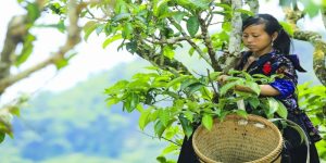 Vùng núi Tủa Chùa của Điện Biên cũng sản xuất chè shan tuyết chất lượng cao