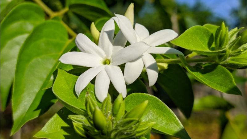 Chè vằng có tác dụng đối với phụ nữ sau sinh