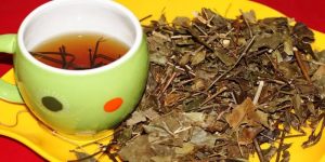 Các hợp chất trong chè vằng có khả năng điều hòa thân nhiệt