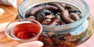 chuối hột rừng ngâm rượu được xem là thức uống bổ dưỡng cho nam giới