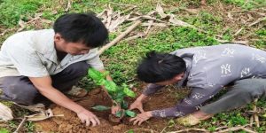 Chất lượng giống là yếu tố quyết định đến năng suất và phẩm chất của chè shan tuyết