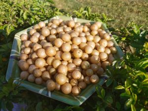 Quả Mắc Mật Tươi Dùng Để Làm Gì? Món Ngon Bạn Nên Thử