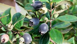 Trong dâu sim Tây Bắc còn có anthocyanin dồi dào, chống lão hoá da