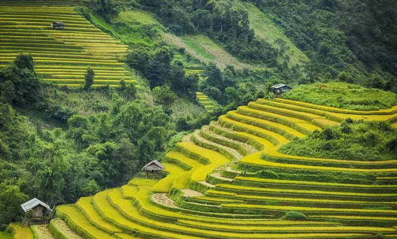 Ruộng bậc thang mùa nước đổ và mùa lúa chín