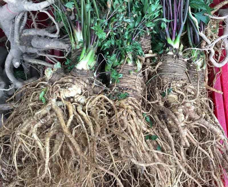 Đặc điểm nổi bật của các nhóm dược liệu Tây Bắc