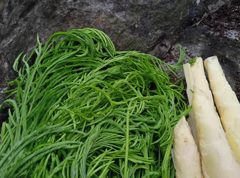 Rau thối Tây Bắc là gì?