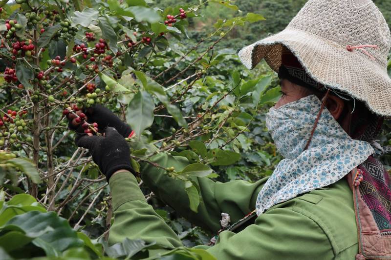 Tây Bắc, mảnh đất lý tưởng cho cây cà phê