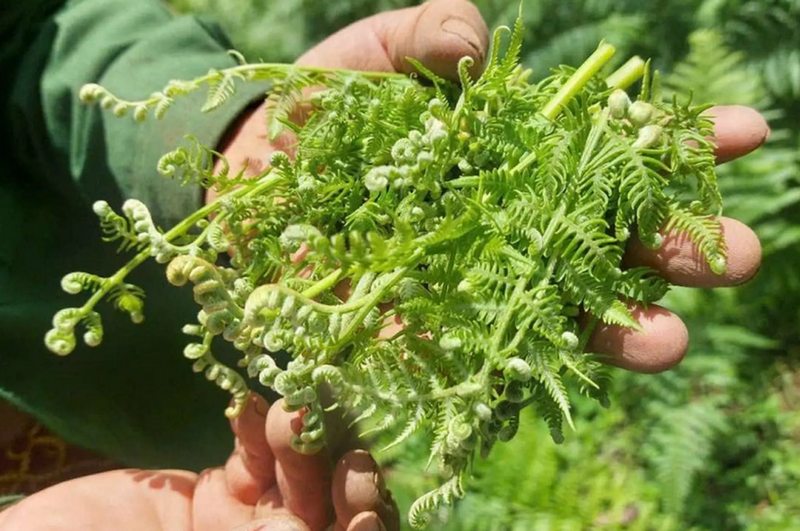 Rau dớn là rau gì? Vì sao được xem là đặc sản Tây Bắc?