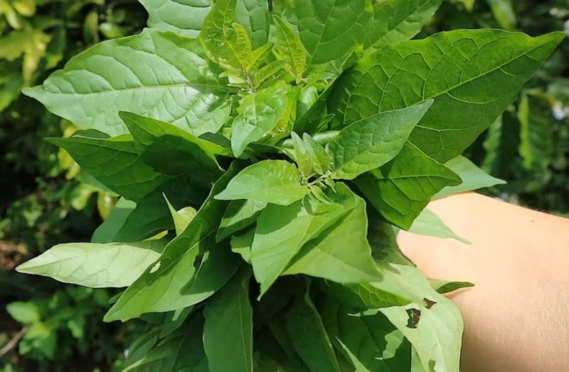 Mùa rau tầm bóp và nét đẹp của đời sống bản làng