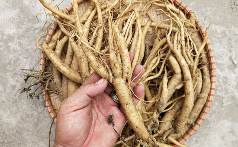 Cách sử dụng đẳng sâm hiệu quả nhất