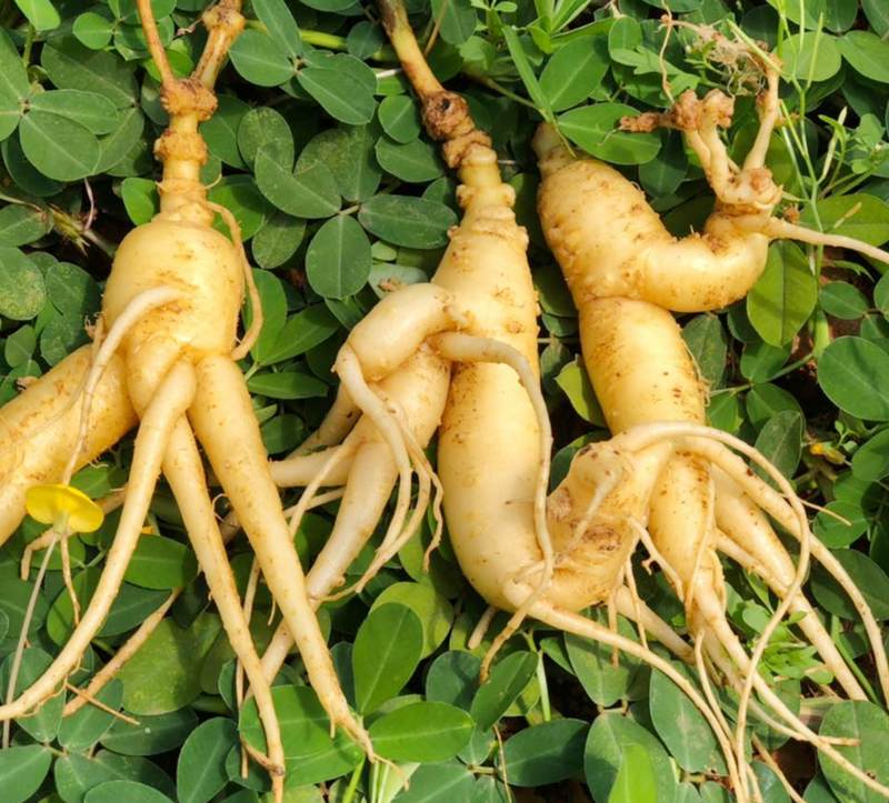 Đẳng sâm là gì?