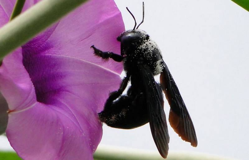 Ong ruồi đen là gì?