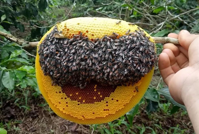 Mật ong ruồi đen, hương vị đặc trưng của mật ong rừng