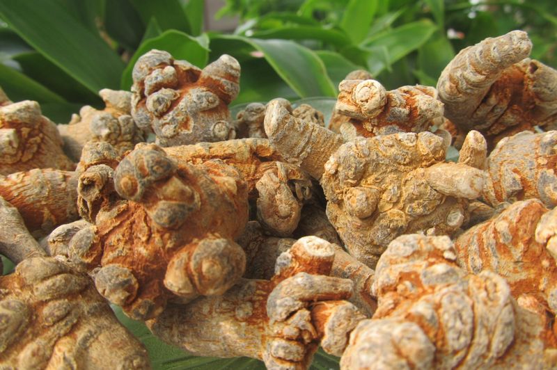 Bột tam thất là gì?