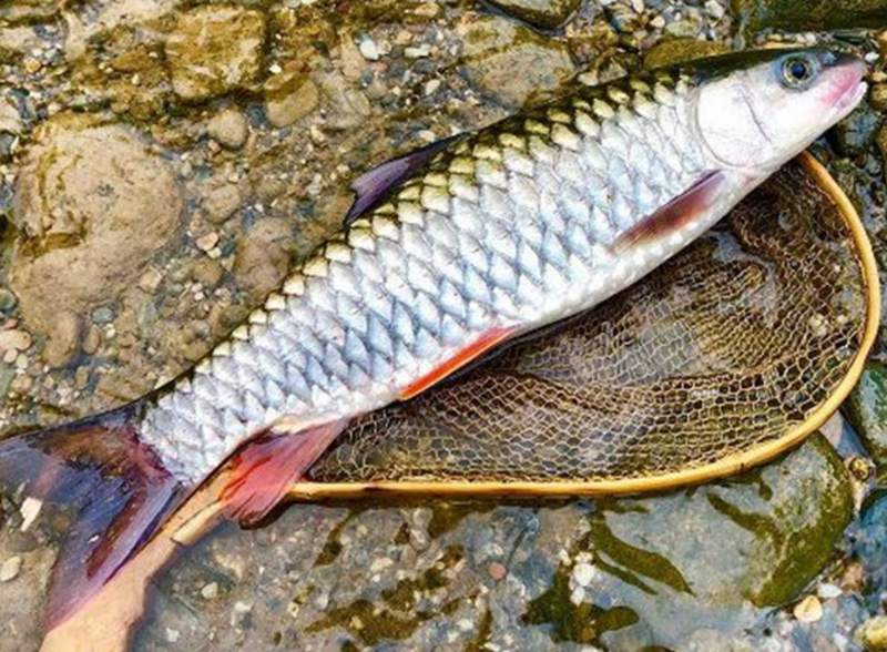 Cá dầm xanh là cá gì?