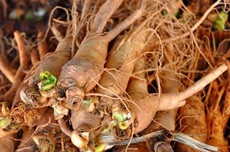 Hỗ trợ điều hòa kinh nguyệt