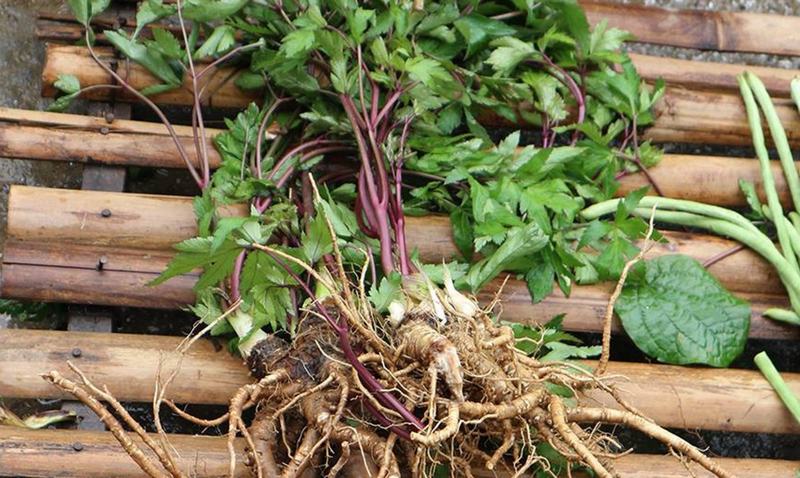 Đương quy là gì và vì sao được ưa chuộng?