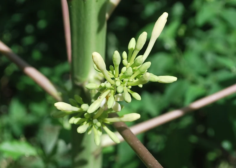 Đu đủ đực thuộc họ Đu đủ (Papayaceae)