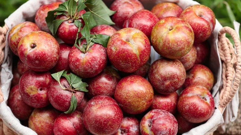 Mận hậu thuộc họ Hoa hồng (Rosaceae), có tên khoa học là Prunus salicina