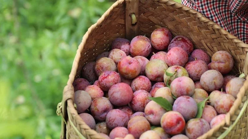 Ăn mận hậu có nhiều giá trị cho sức khỏe