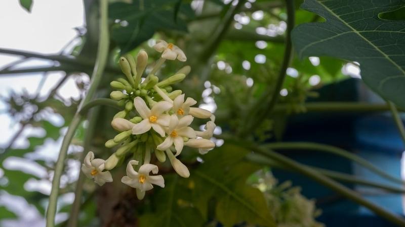 Hoa đu đủ tươi thích hợp cho những người yêu thích các món ăn truyền thống