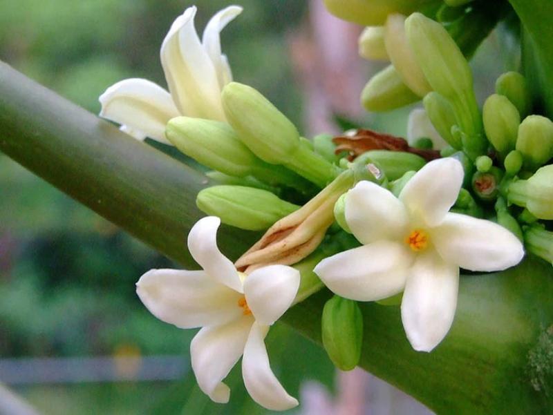 Hoa đu đủ đực tươi và hoa đu đủ đực khô