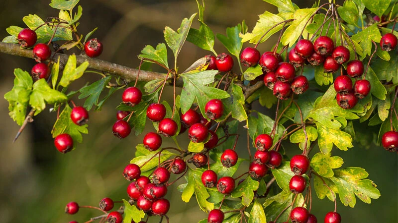 Sơn trà thuộc họ Hoa hồng (Rosaceae)