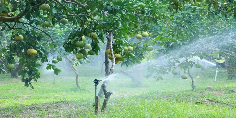 Bưởi Đại Minh đặc sản được trồng tại Yên Bái