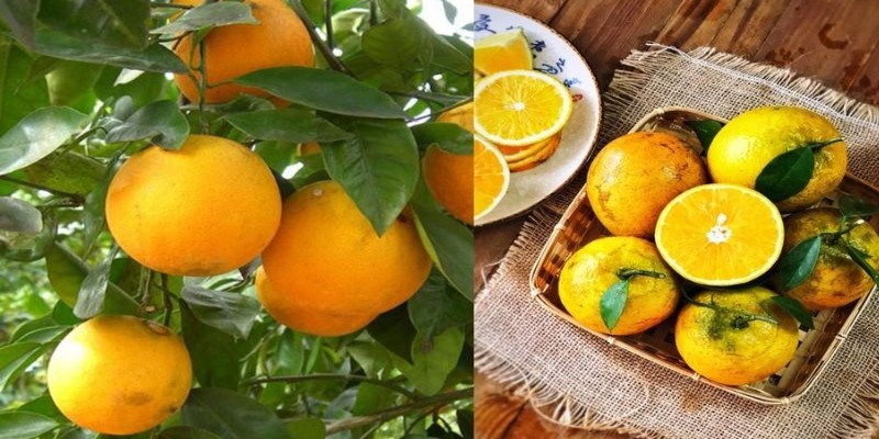 Lưu ý không nên rửa toàn bộ cam ngay khi vừa mua