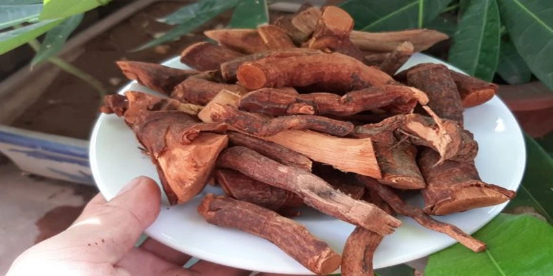 Cây Mú Từn tên khoa học là Rourea oligophlebia Merr