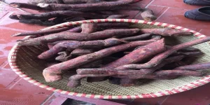 Phần rễ cây rừng khi đã thái lát hoặc phơi khô