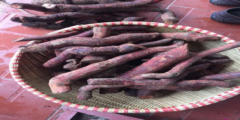 Phần rễ cây rừng khi đã thái lát hoặc phơi khô