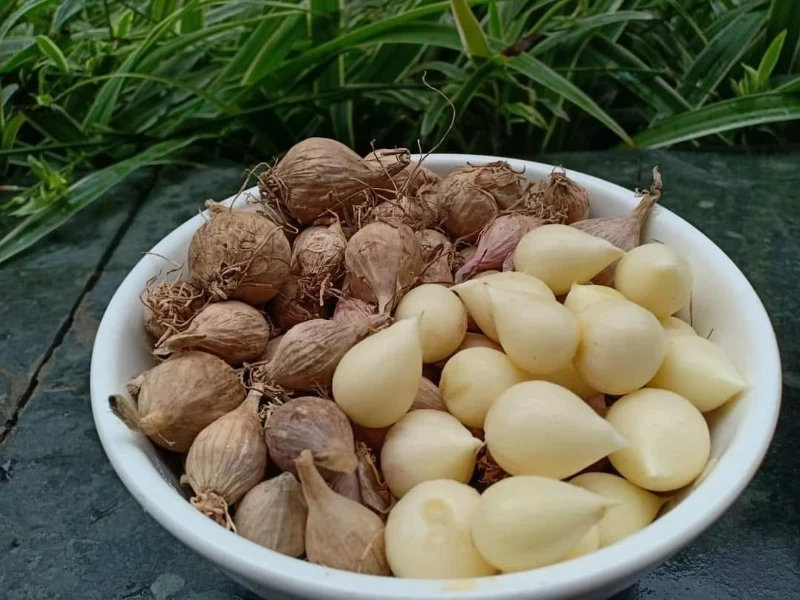 Sản vật đặc trưng tỏi cô đơn Phù Yên