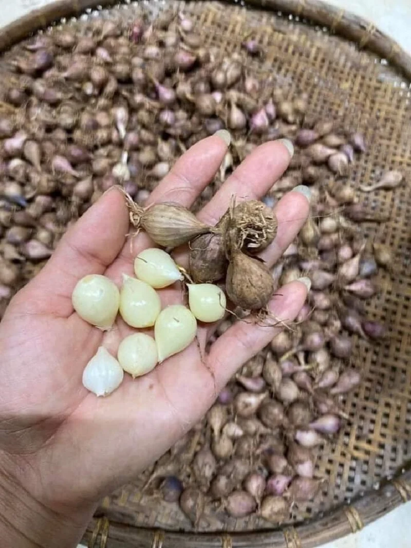 Tỏi có mùi thơm khá mạnh