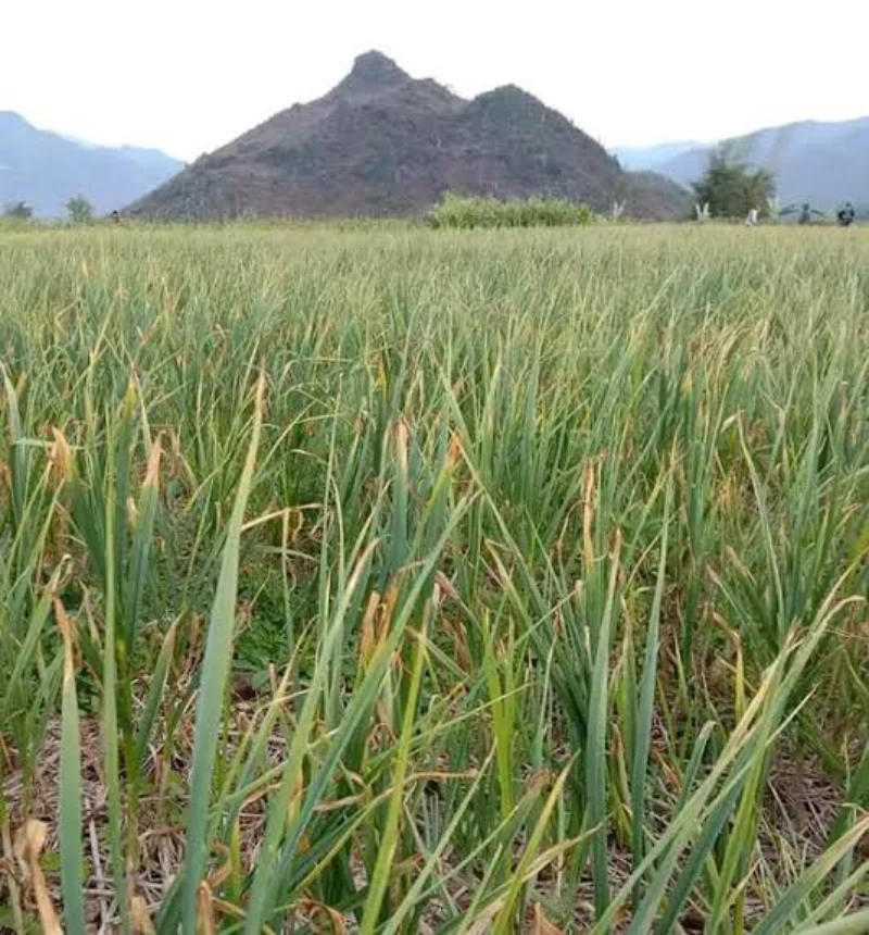 Tỏi cô đơn trồng ở Phù Yên